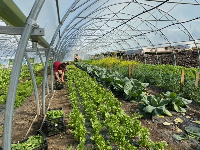 Ramassage de légumes mai 2021 - Saint Jean Bonnefonds